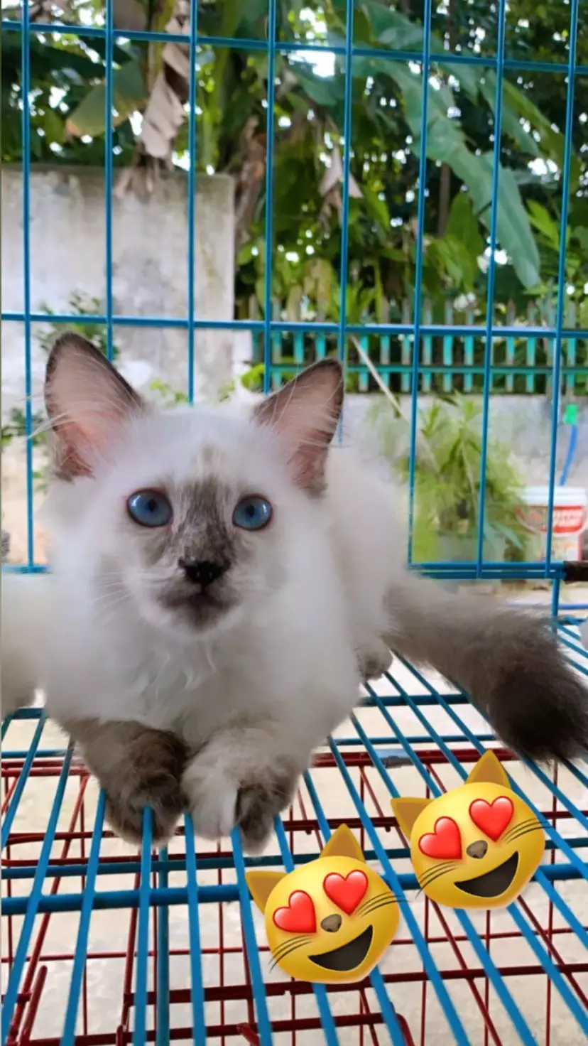kucing
