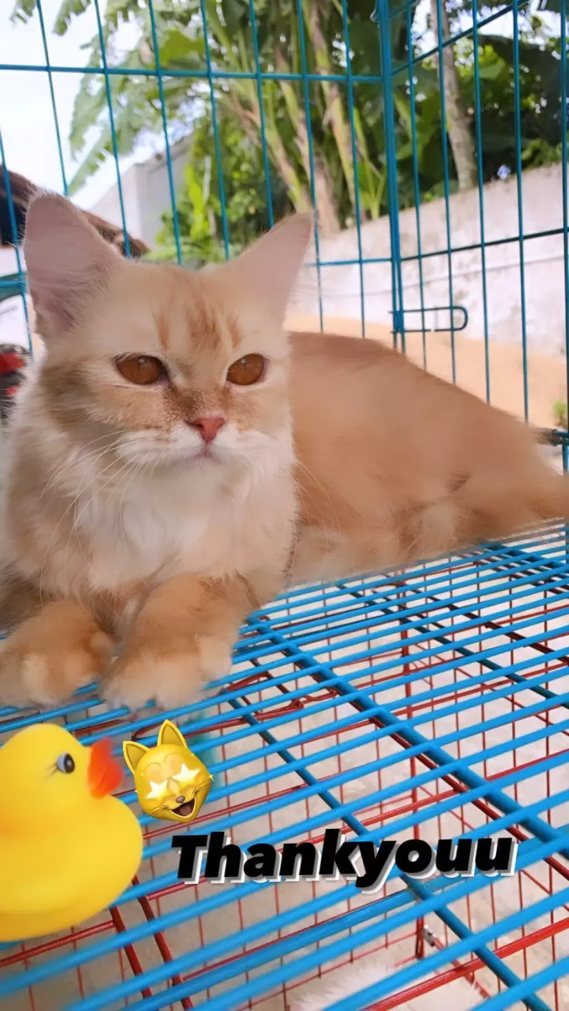 kucing