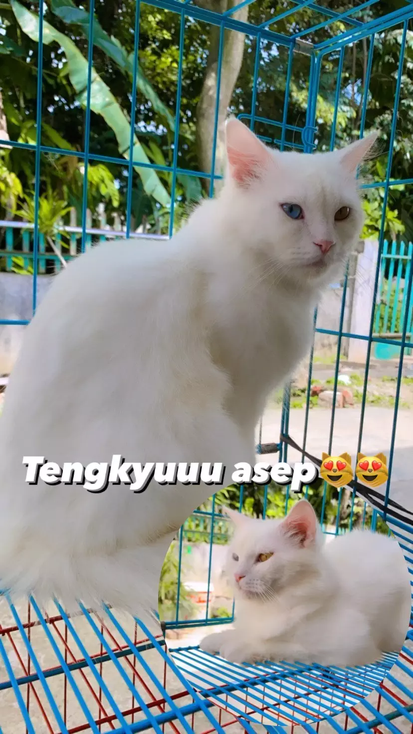 kucing