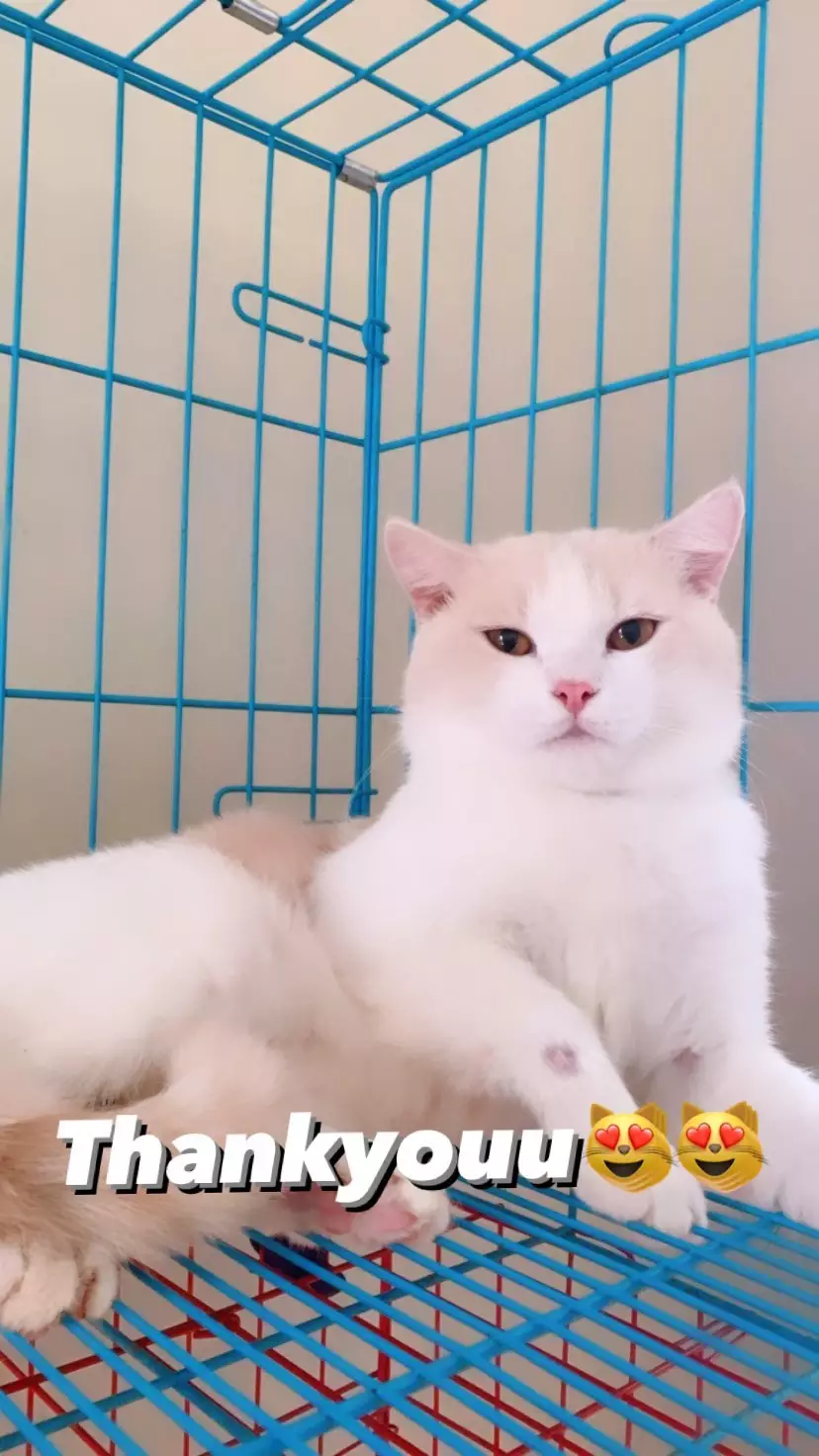 kucing