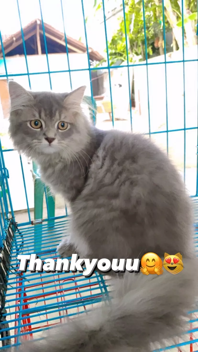 kucing