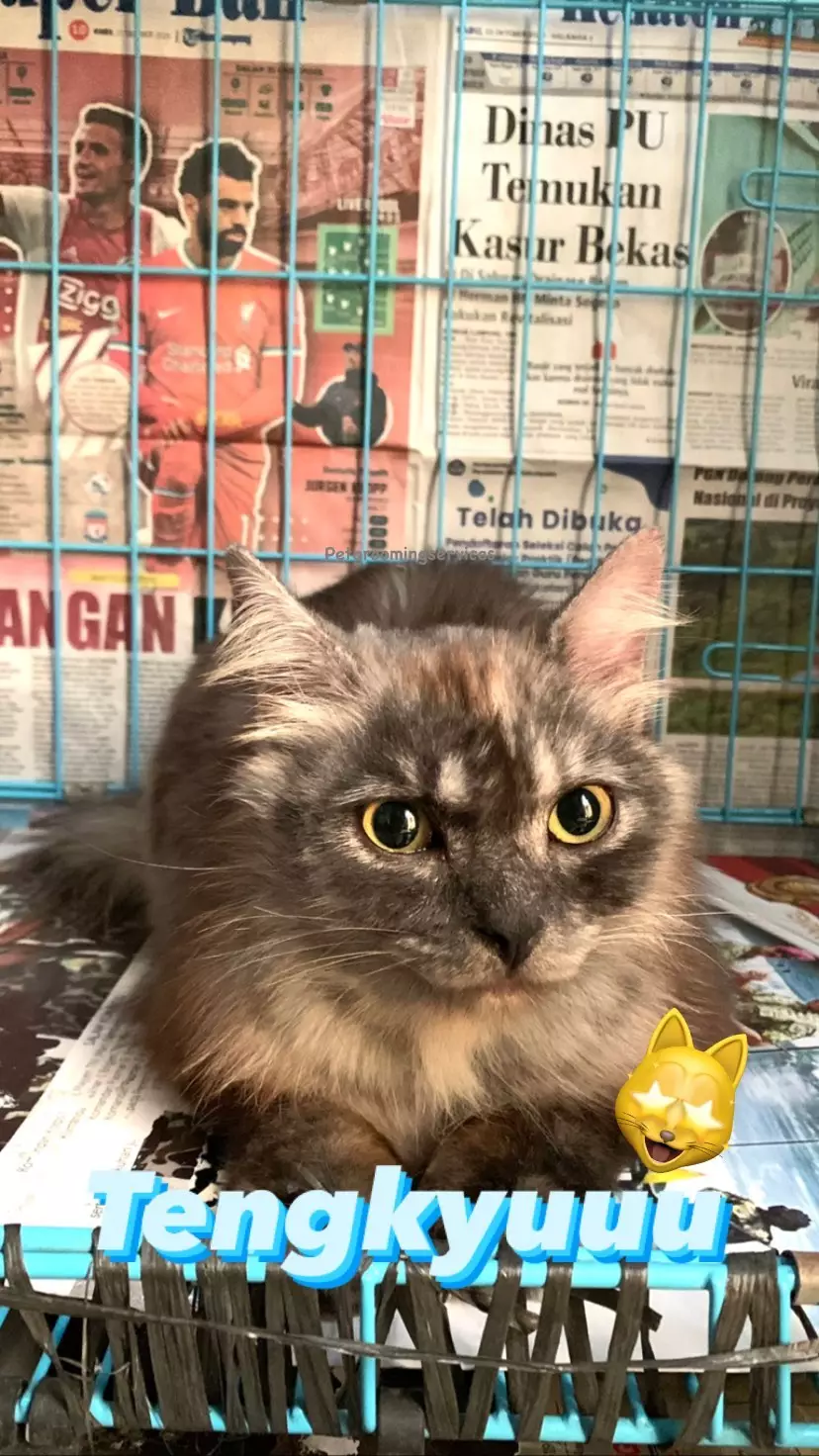 kucing