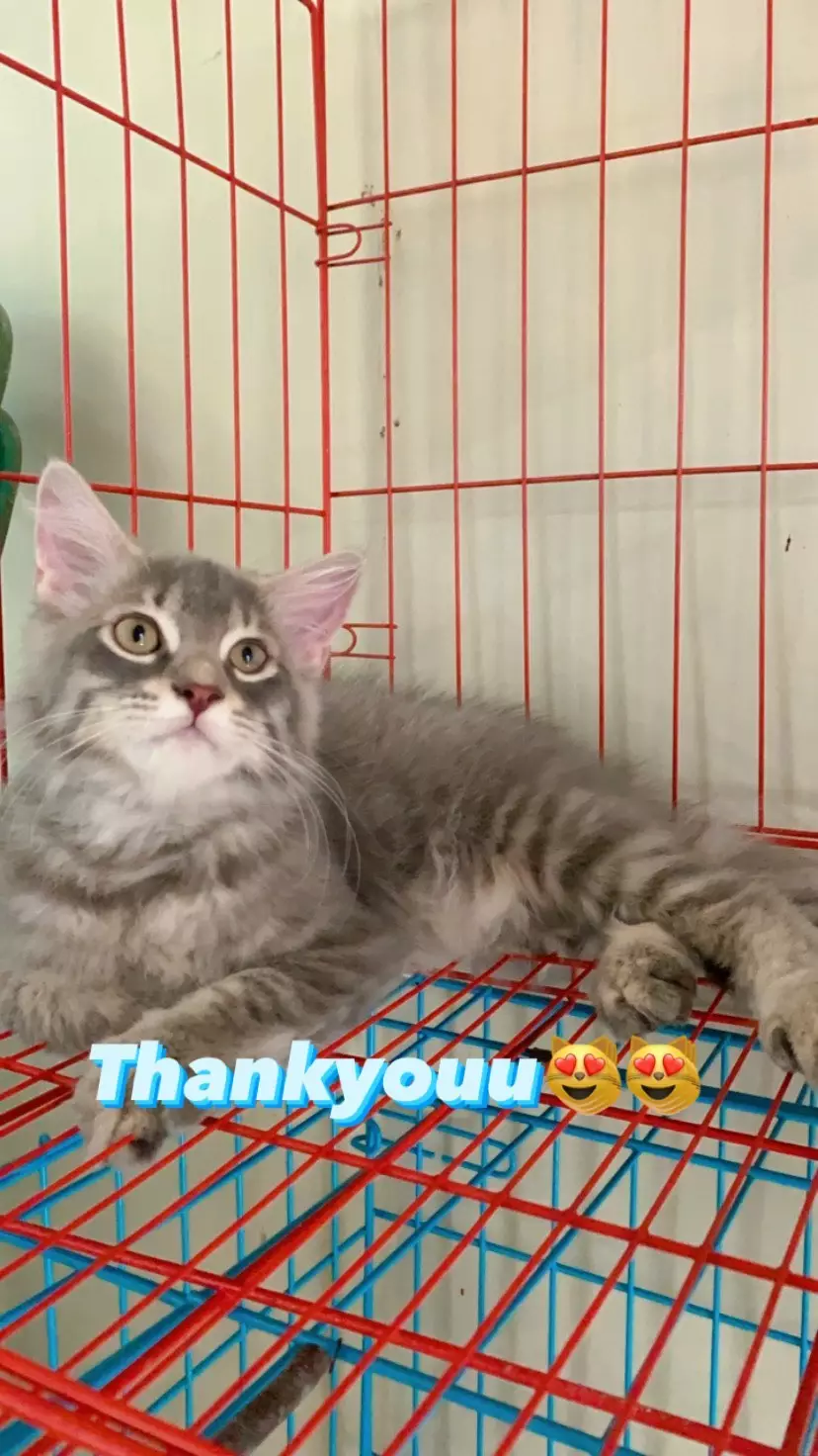 kucing