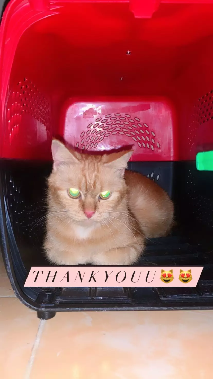 kucing