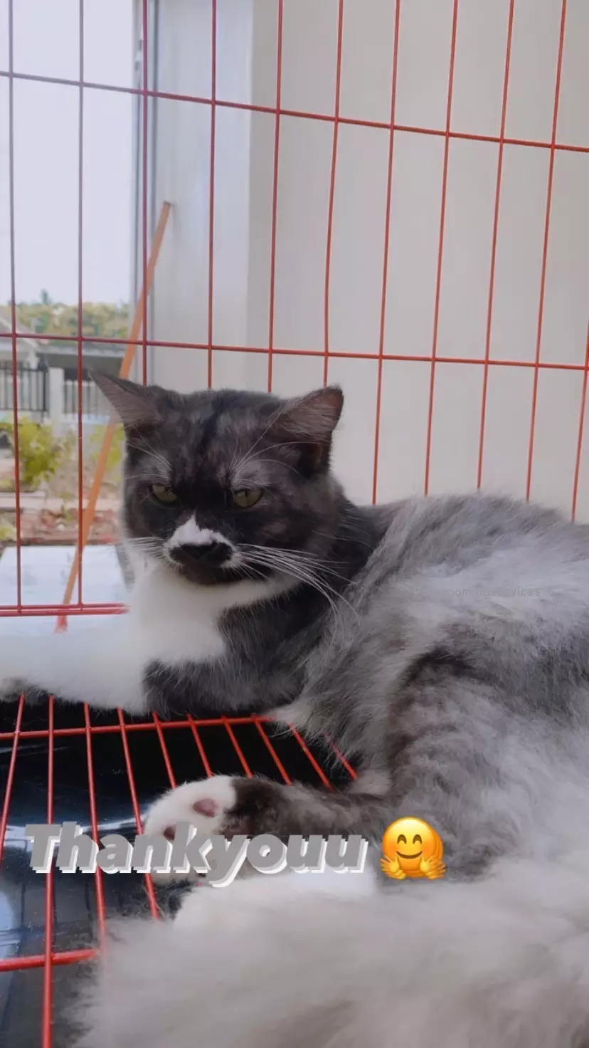 kucing