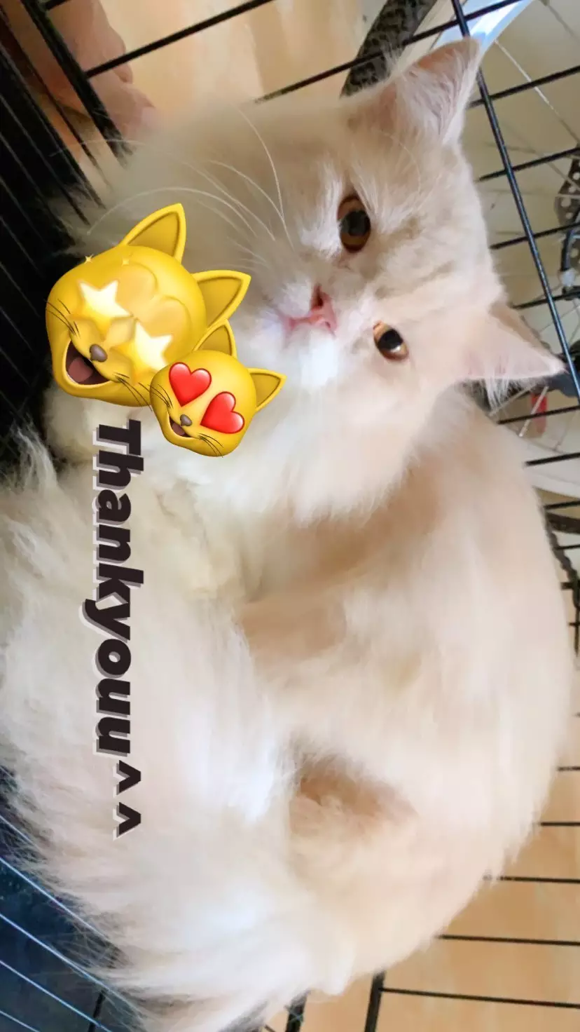 kucing