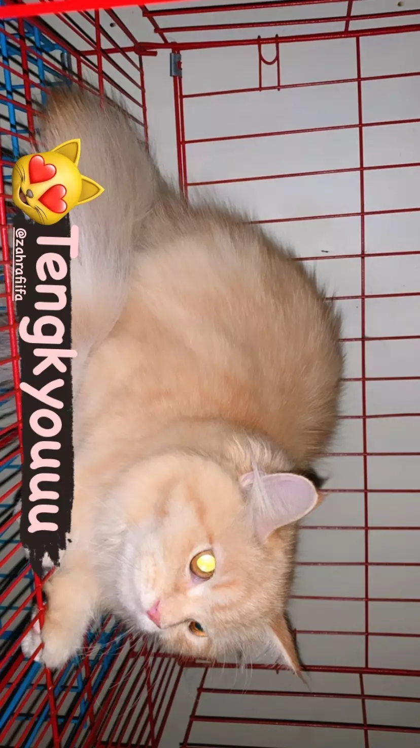 kucing