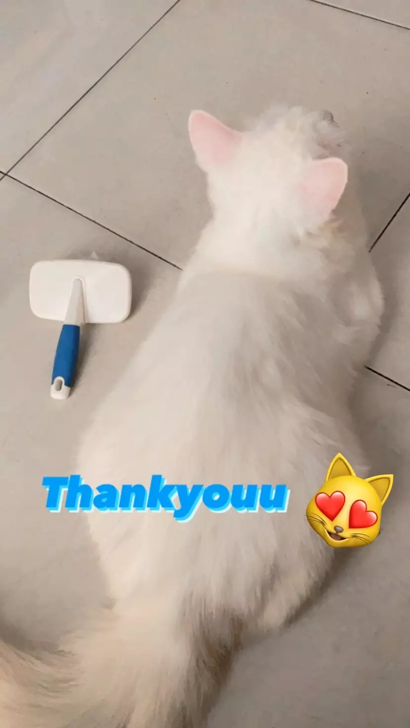 kucing